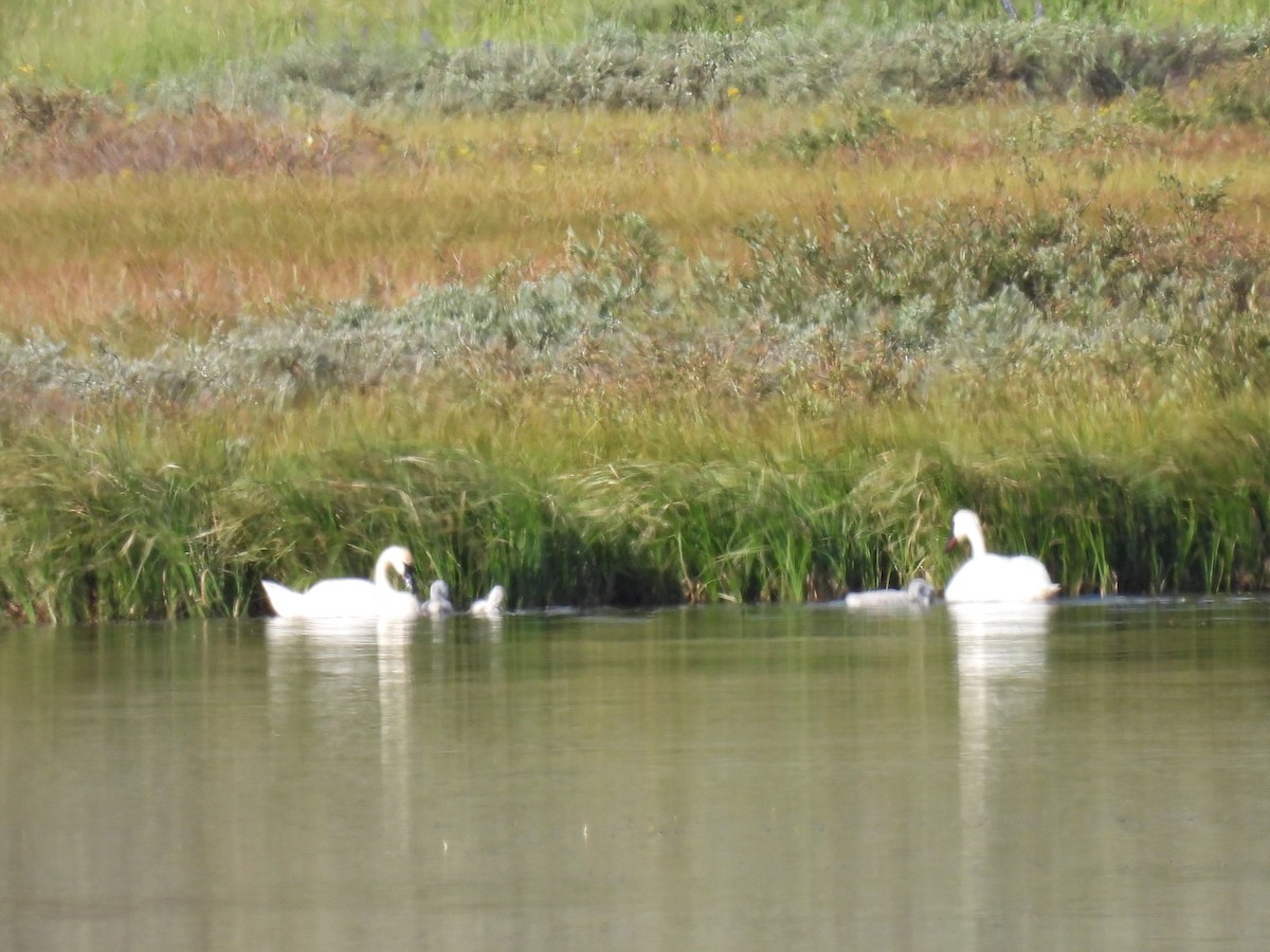 Trumpeter Swan - ML630457837