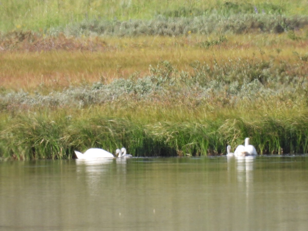 Trumpeter Swan - ML630457838