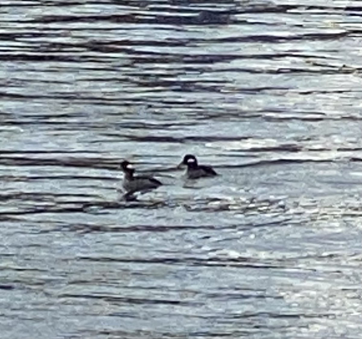 Bufflehead - ML630457889