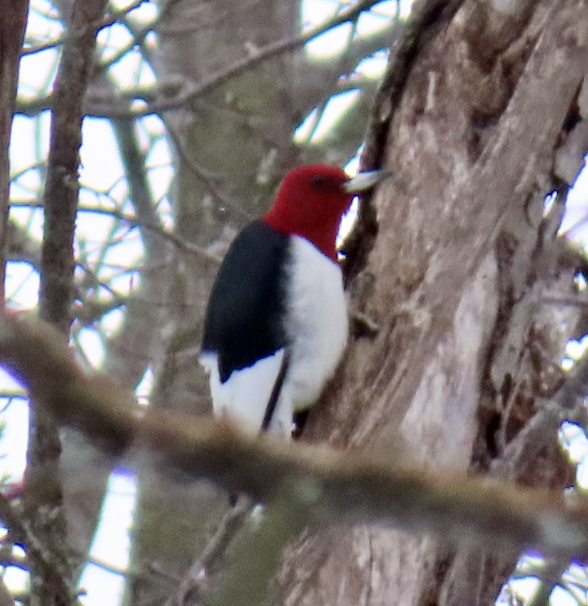 Red-headed Woodpecker - ML630457963