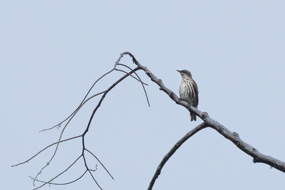Stripe-breasted Rhabdornis - ML630457998