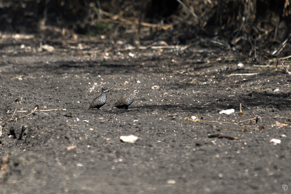 Montezuma Quail - ML630458043