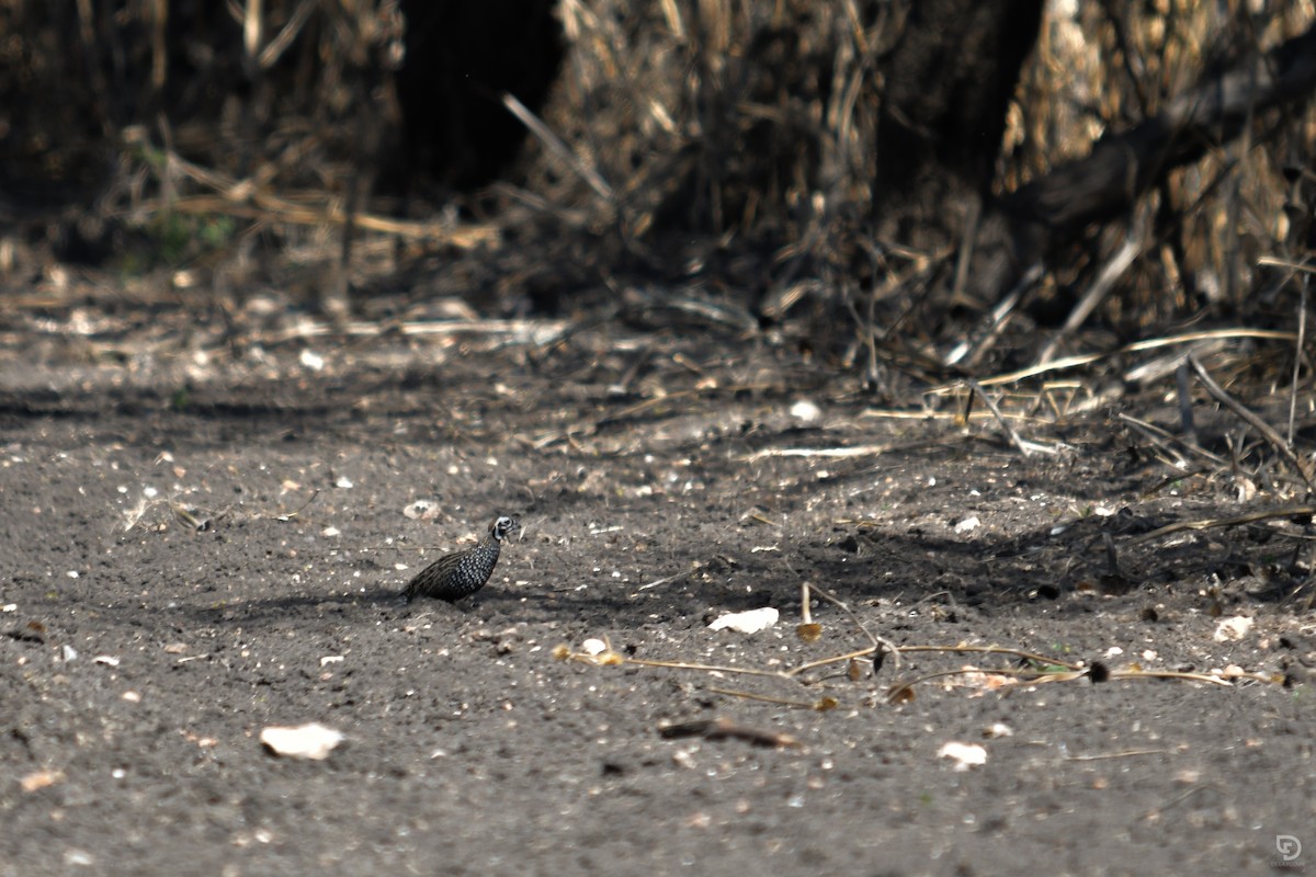 Montezuma Quail - ML630458050