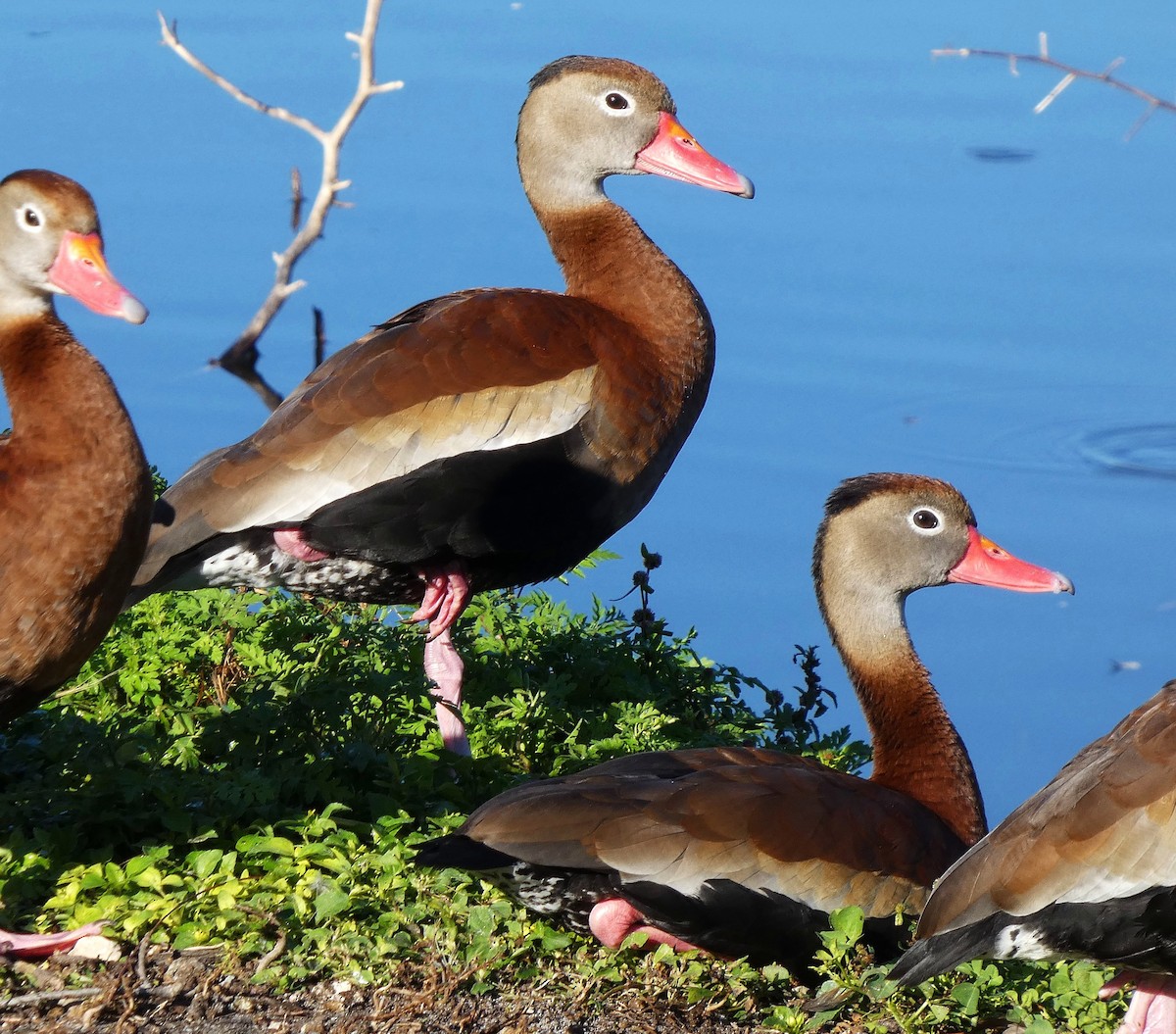 Black-bellied Whistling-Duck - ML630458413