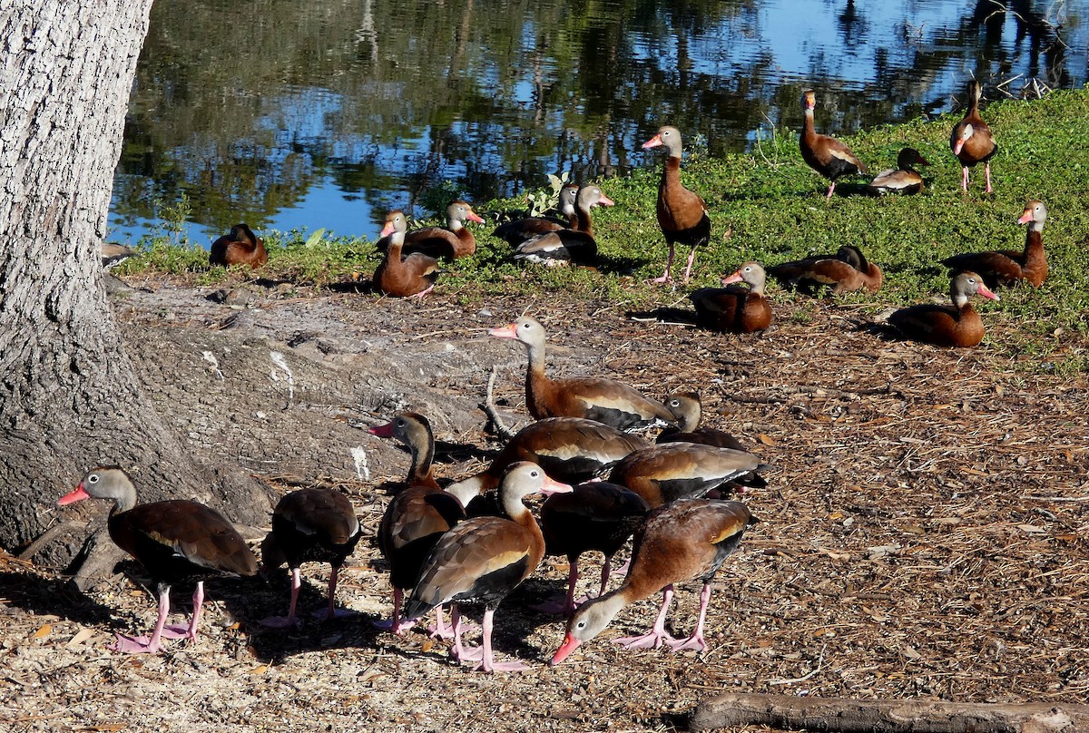 Black-bellied Whistling-Duck - ML630458417