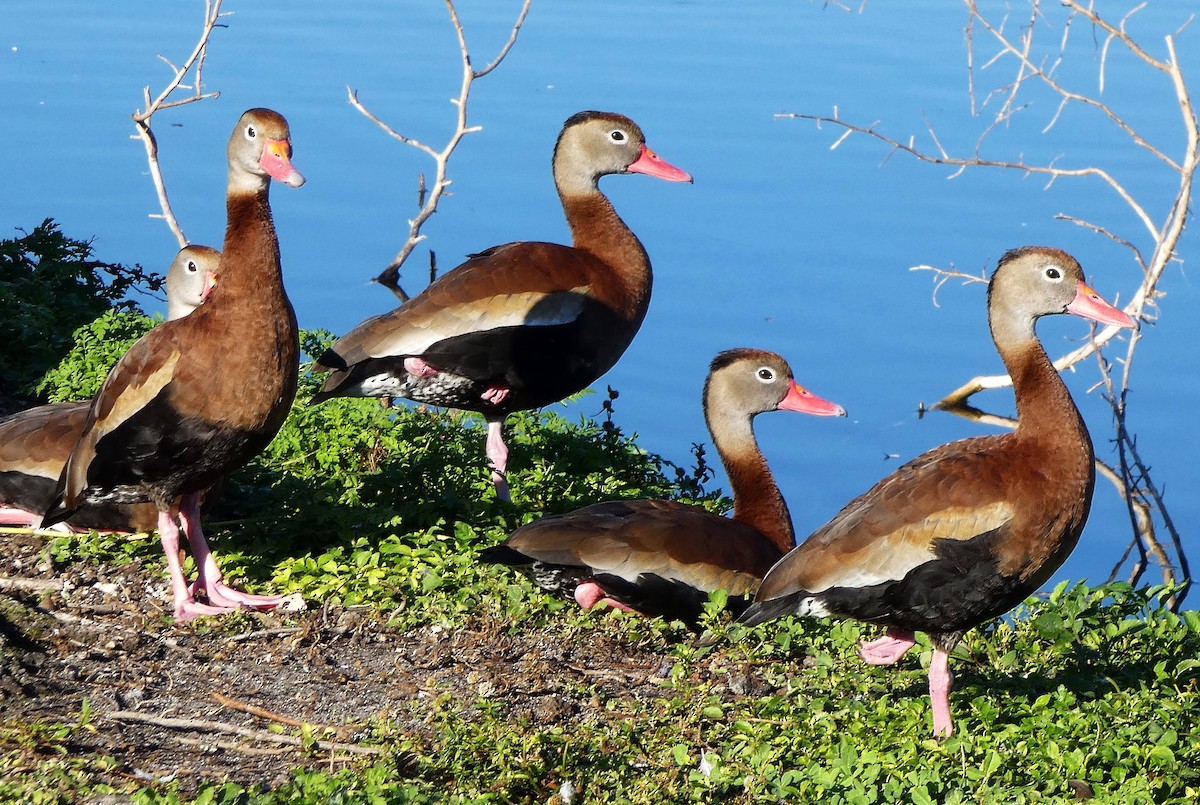 Black-bellied Whistling-Duck - ML630458439