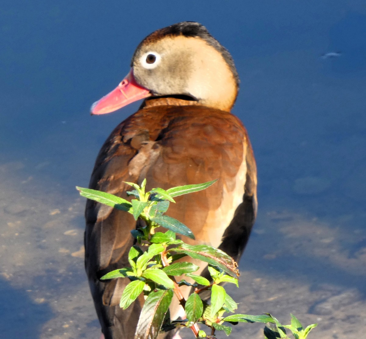 Black-bellied Whistling-Duck - ML630458463