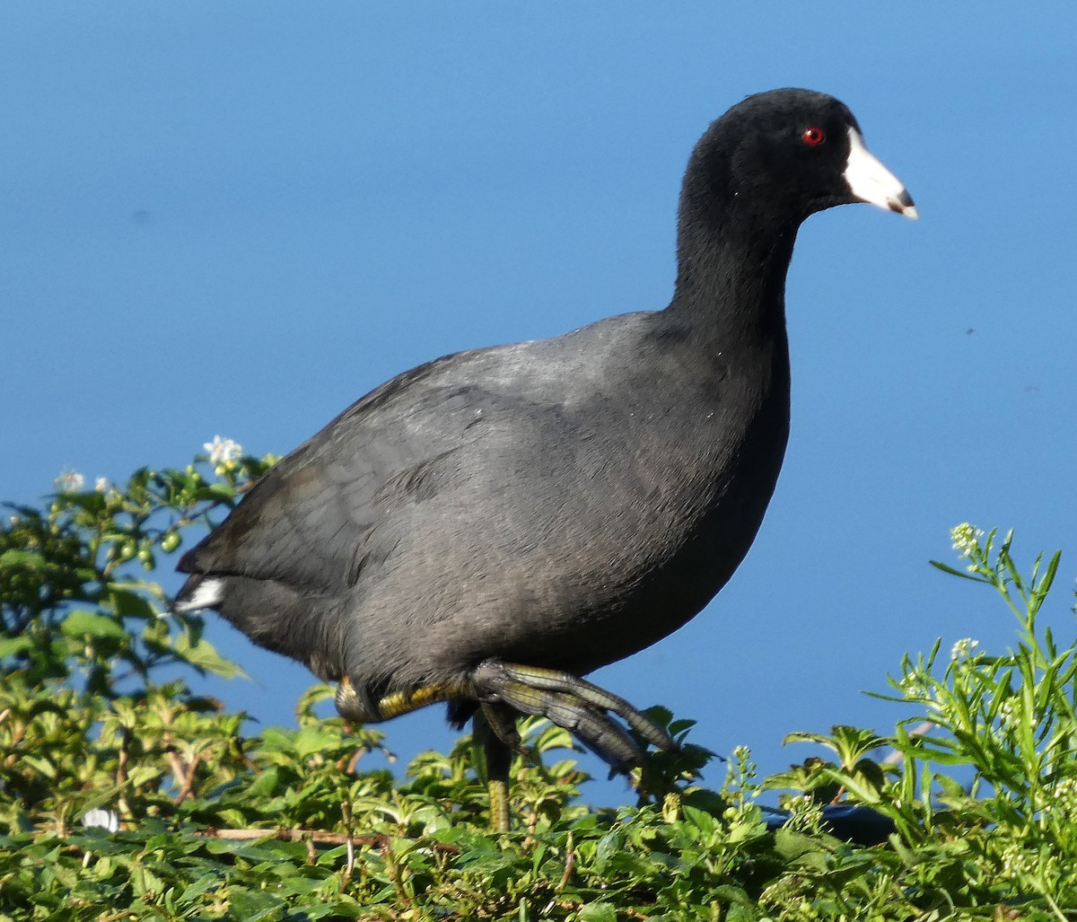 American Coot - ML630458487