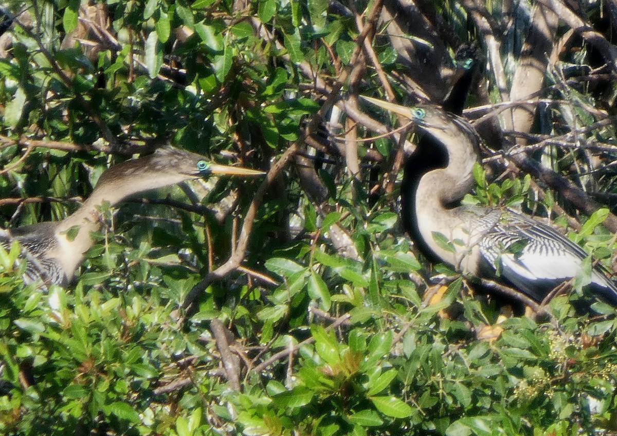 Anhinga - ML630458528