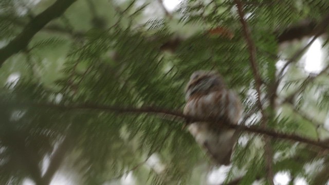 Northern Saw-whet Owl (acadicus) - ML630458549