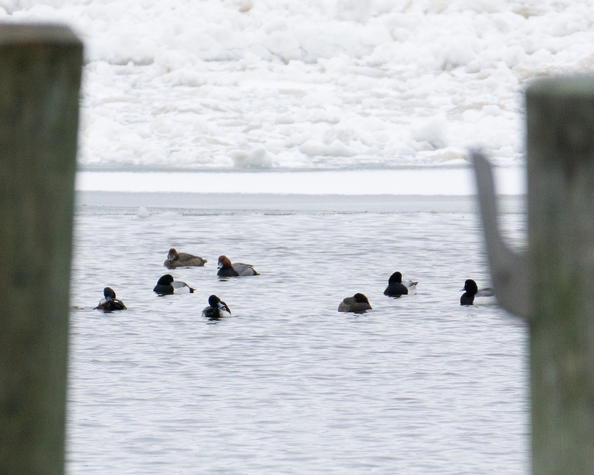 Lesser Scaup - ML630458550