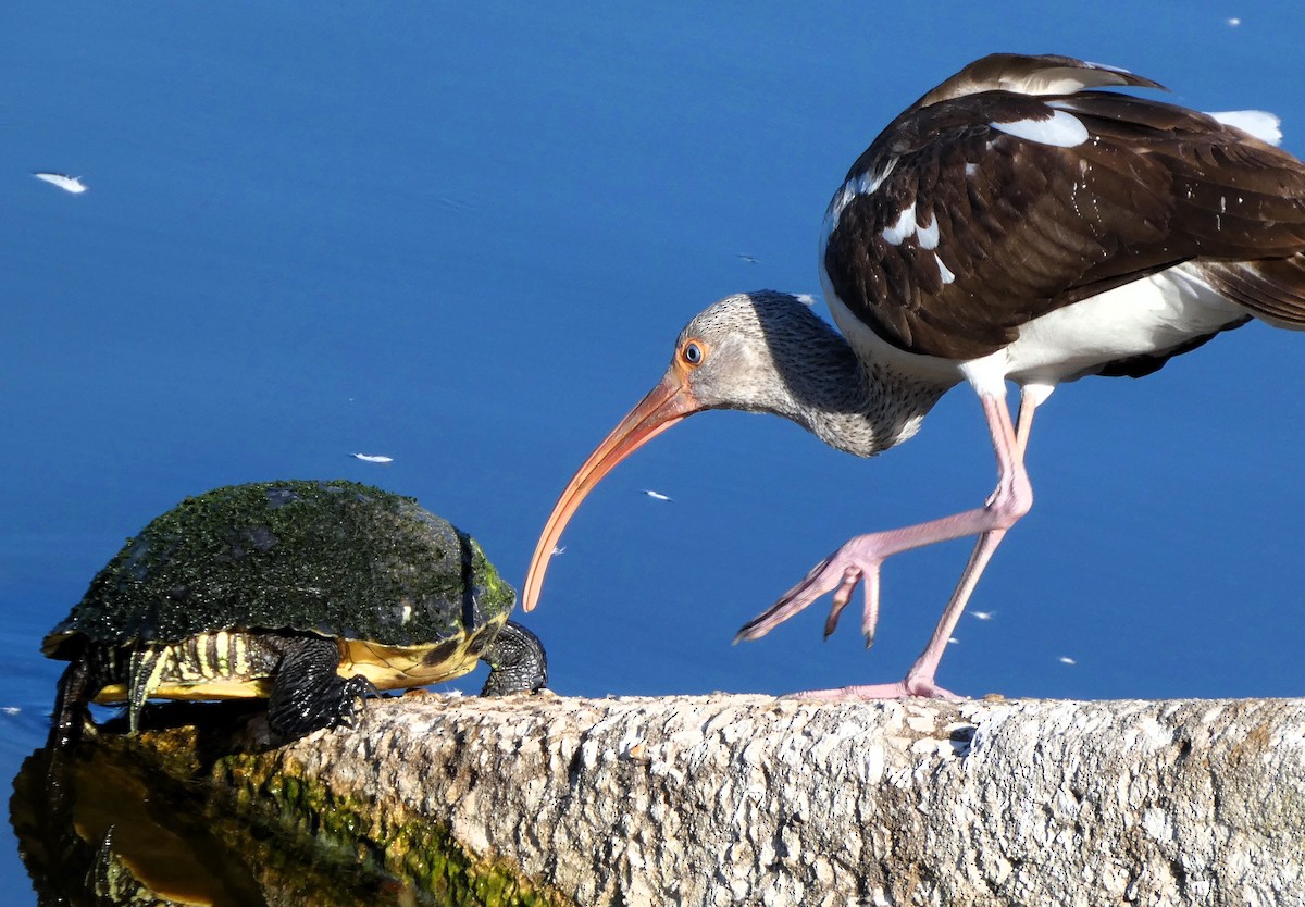 White Ibis - ML630458555