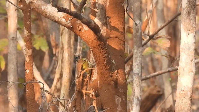 Streak-throated Woodpecker - ML630458831