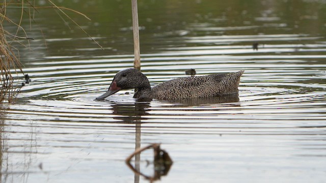 Freckled Duck - ML630458861