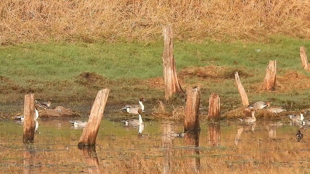 Northern Pintail - ML630458925