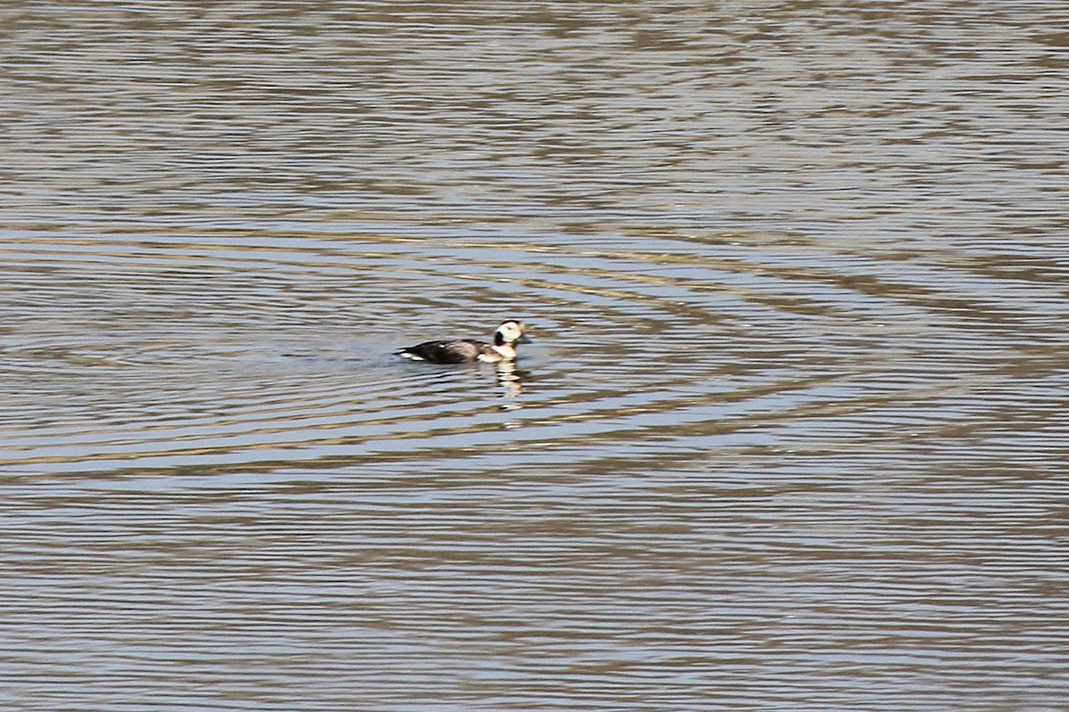 hoholka lední - ML630459164