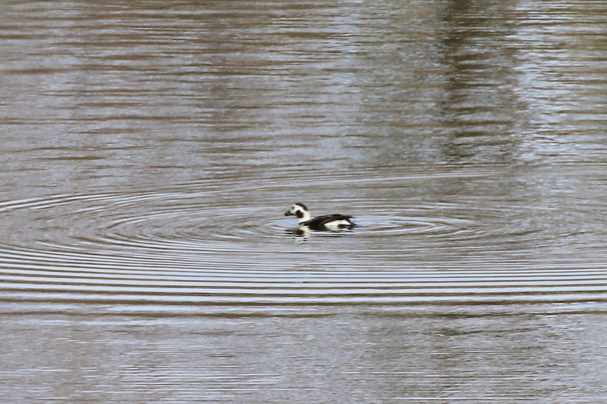 hoholka lední - ML630459165