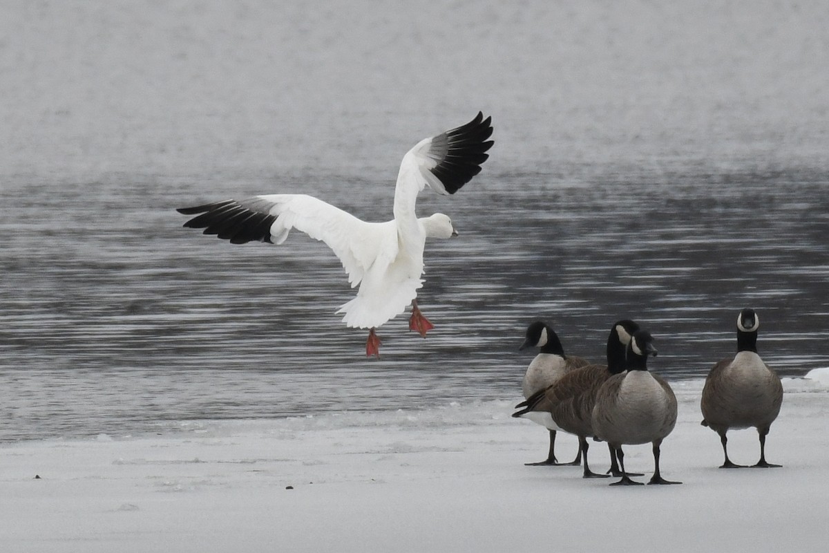 Snow Goose - ML630459261