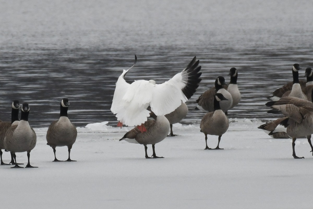 Snow Goose - ML630459263