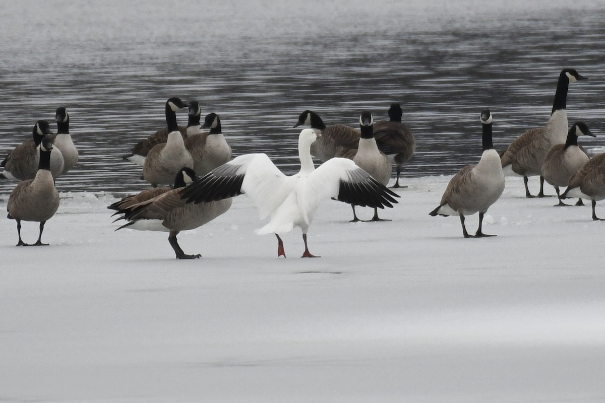 Snow Goose - ML630459268
