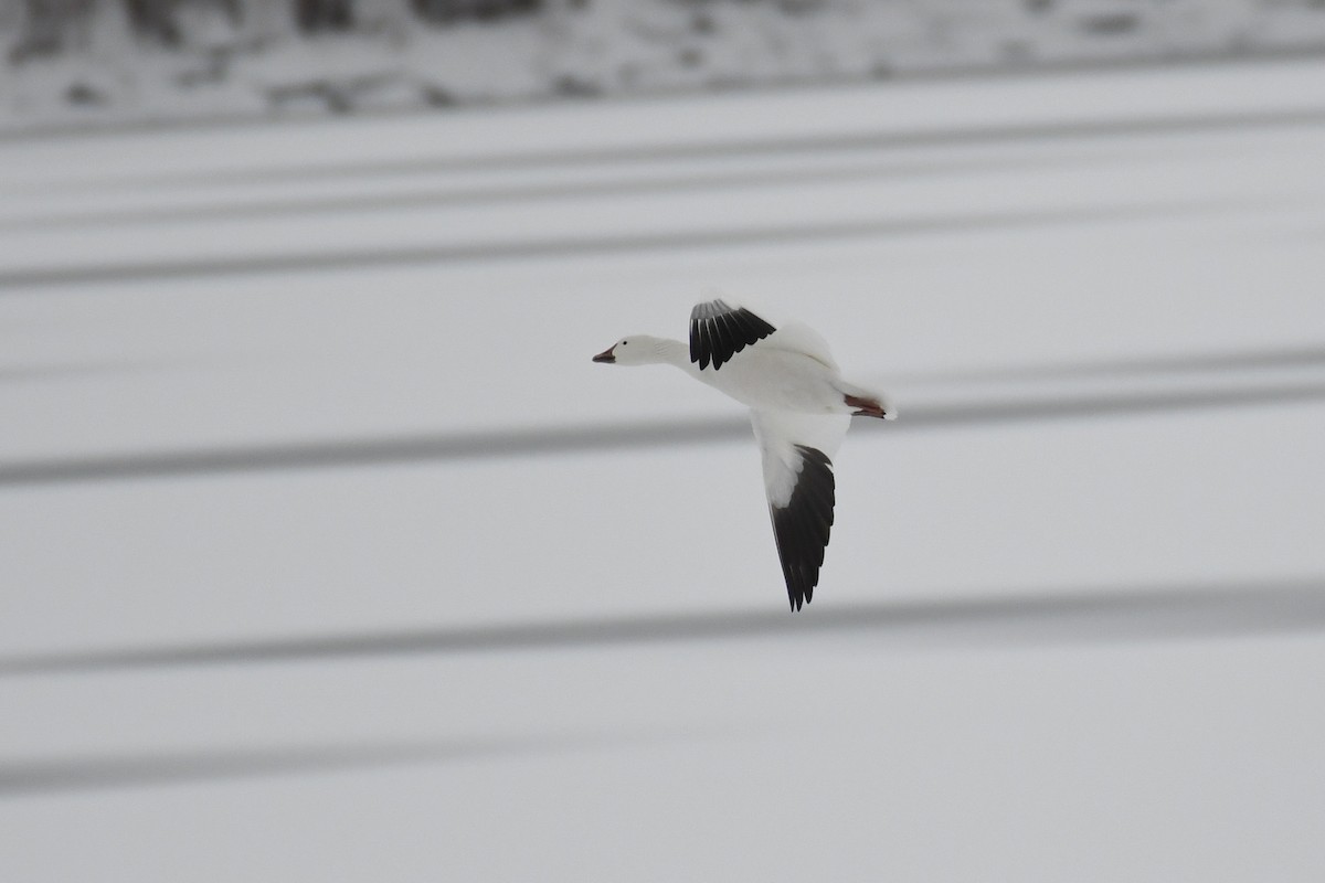Snow Goose - ML630459269