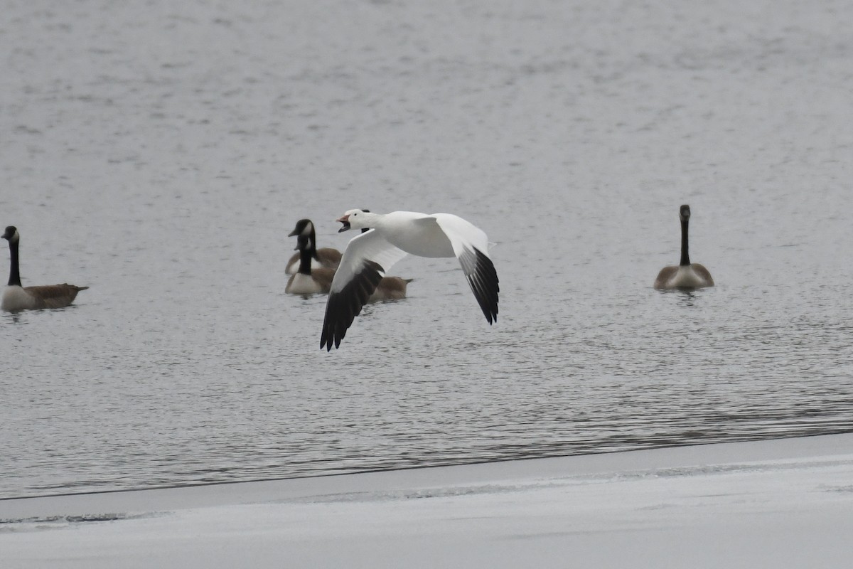 Snow Goose - ML630459273