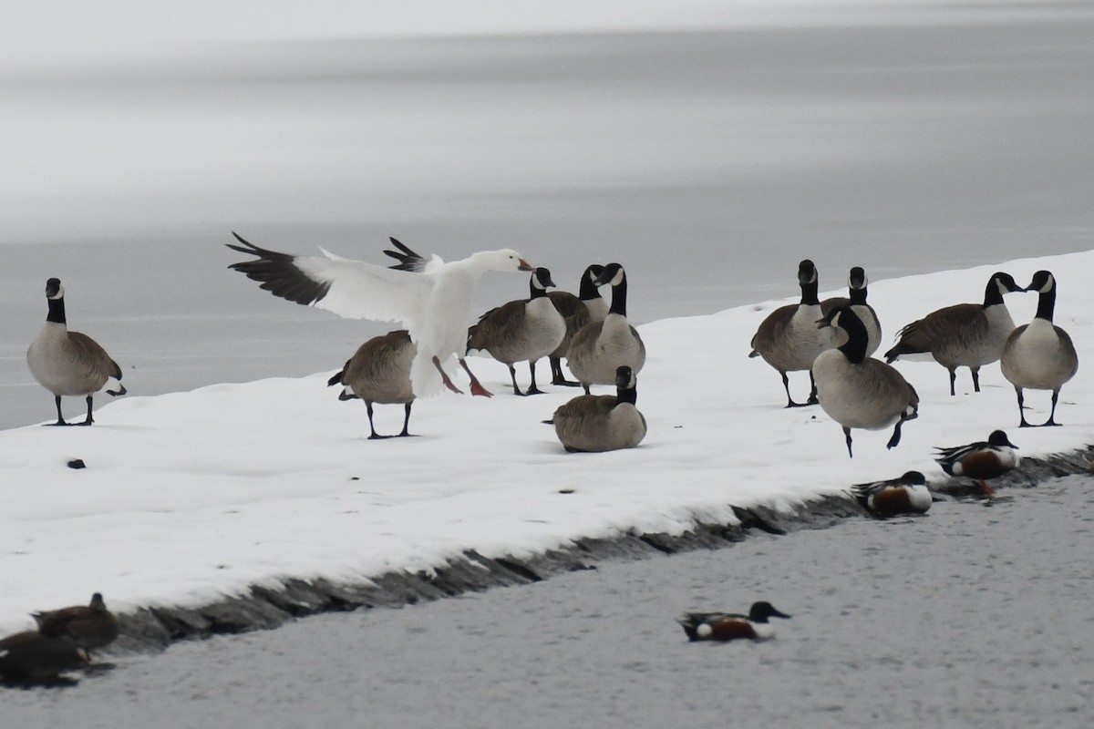 Snow Goose - ML630459274