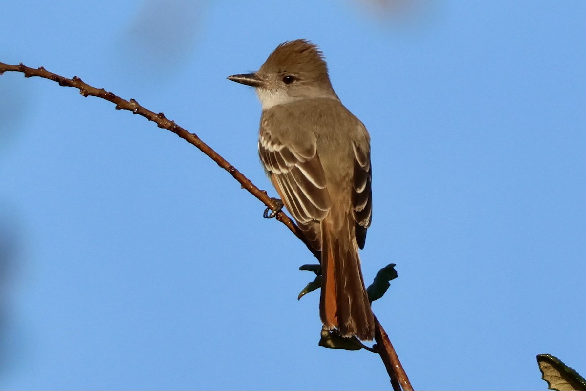 Ash-throated Flycatcher - ML630459514