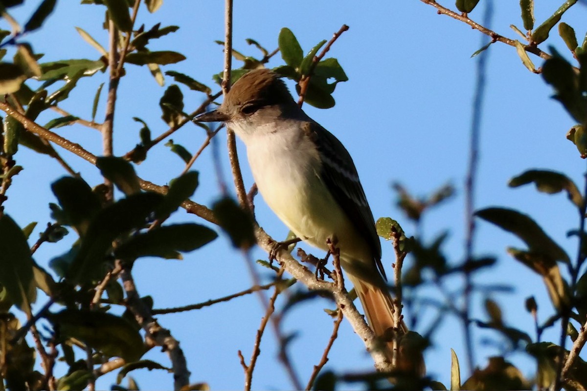 Ash-throated Flycatcher - ML630459524