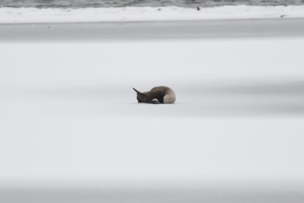 Canada Goose - ML630459546