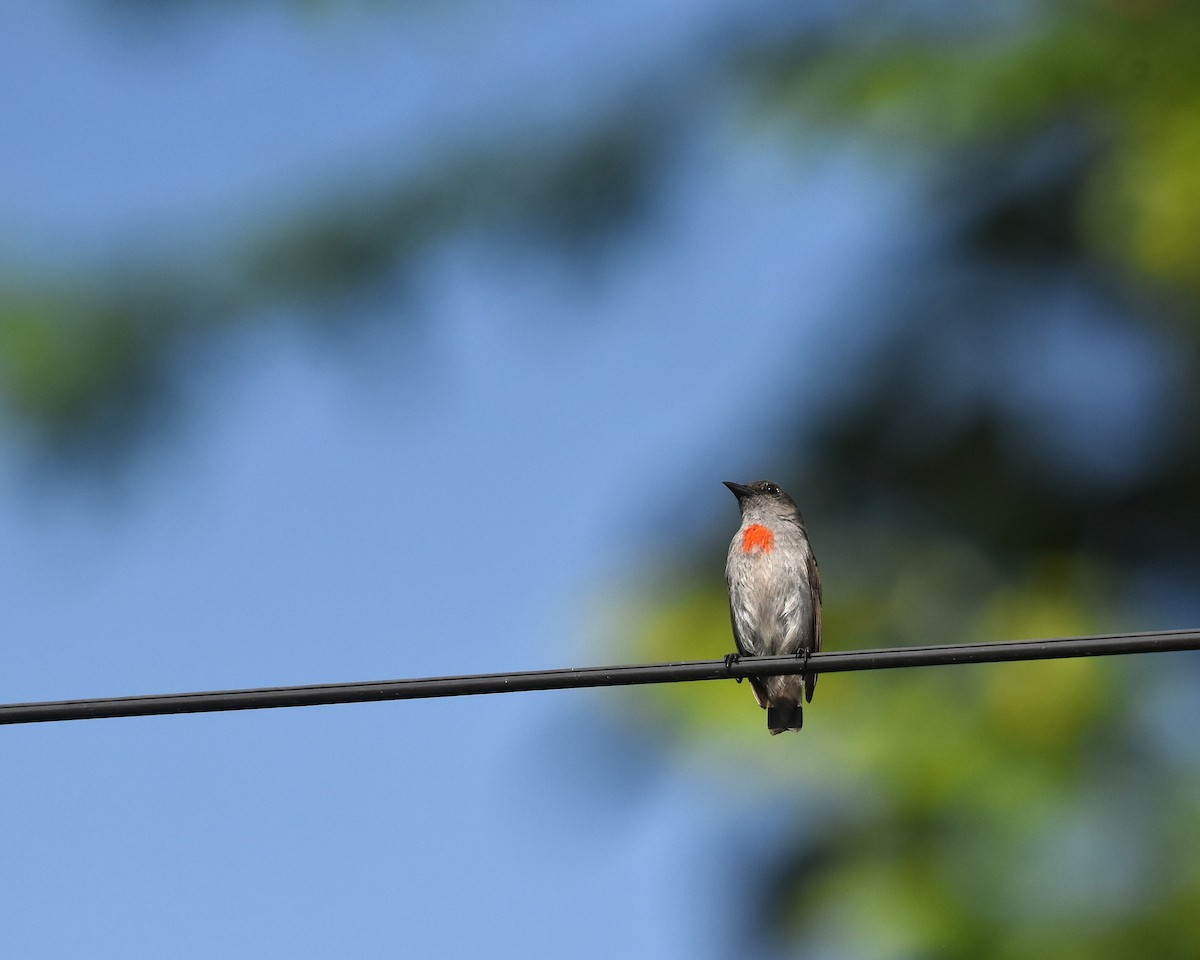 Ashy Flowerpecker - ML630459626