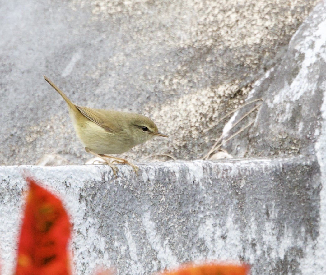 Japanese Bush Warbler - ML630459817