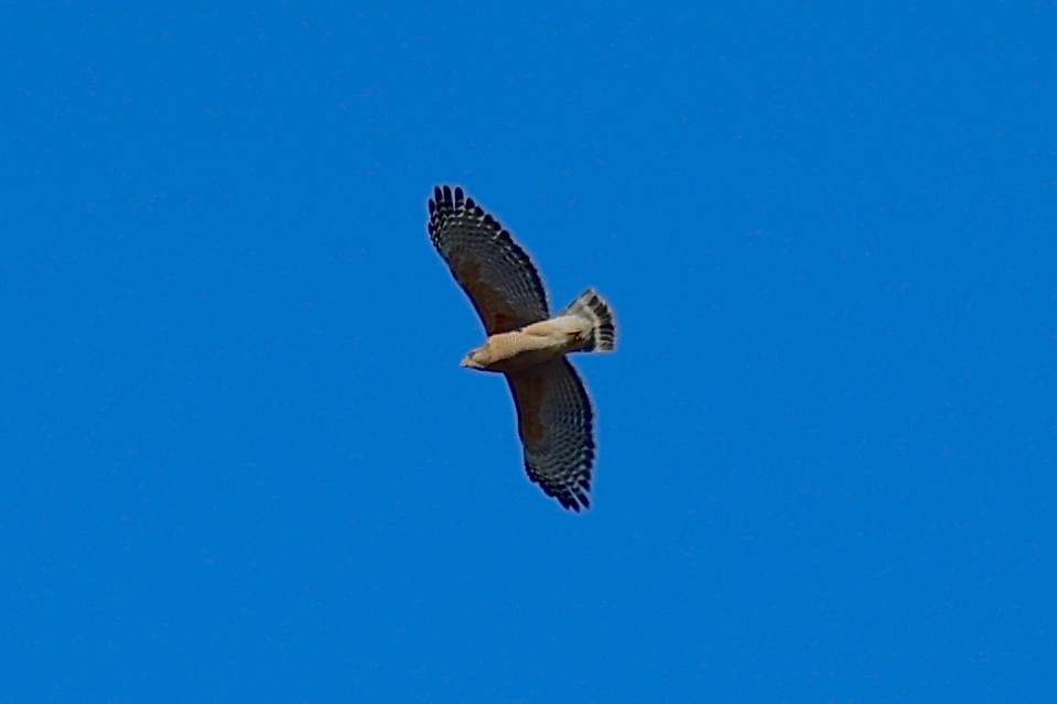 Red-shouldered Hawk - ML630459828