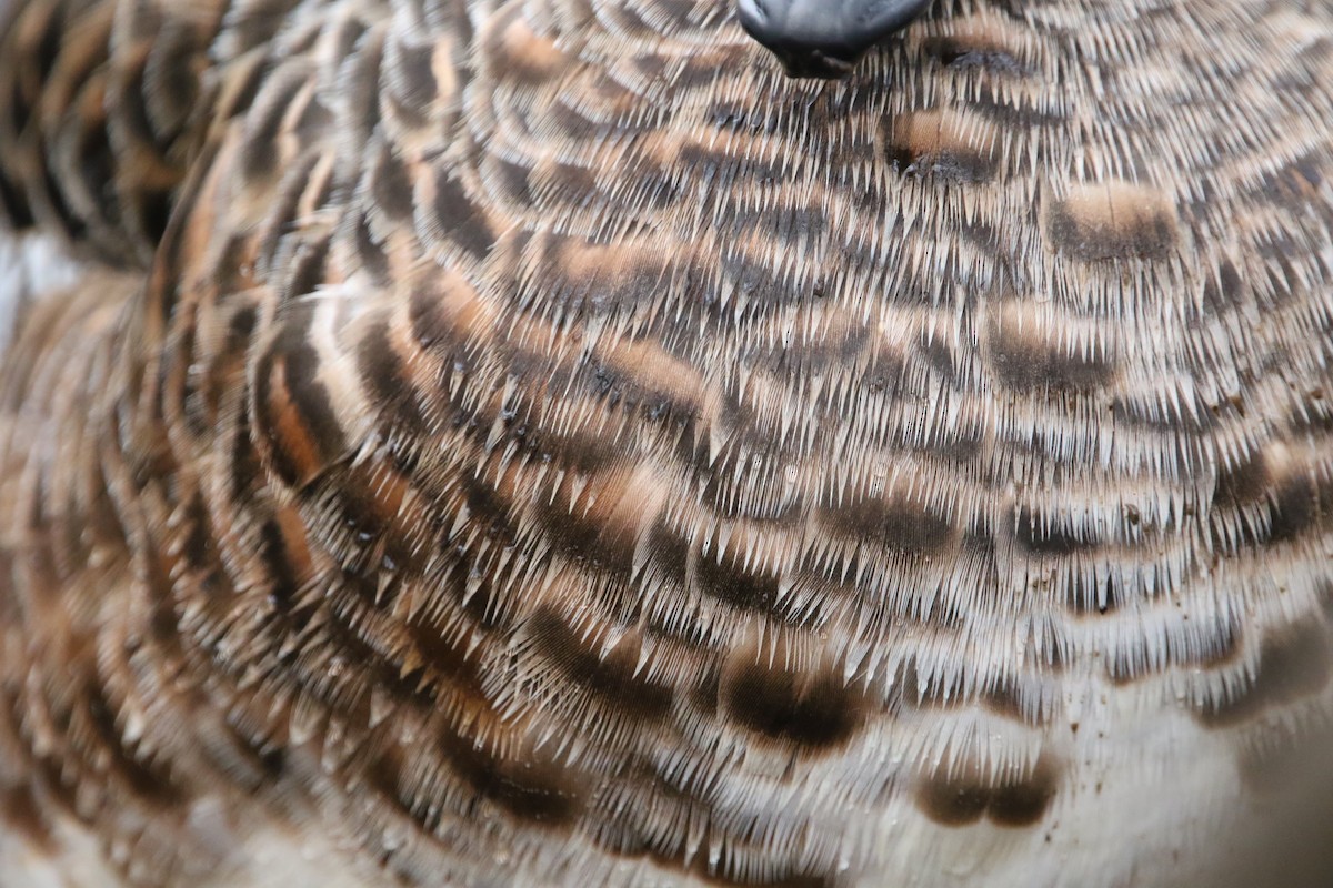 American Wigeon - ML630459849