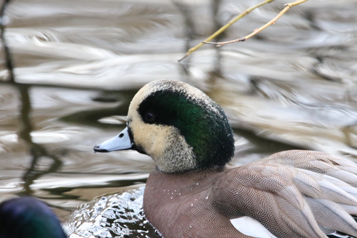 American Wigeon - ML630459859