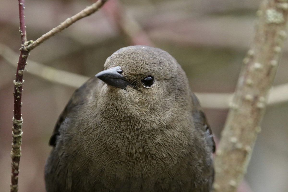 purpurhodetrupial - ML630459889