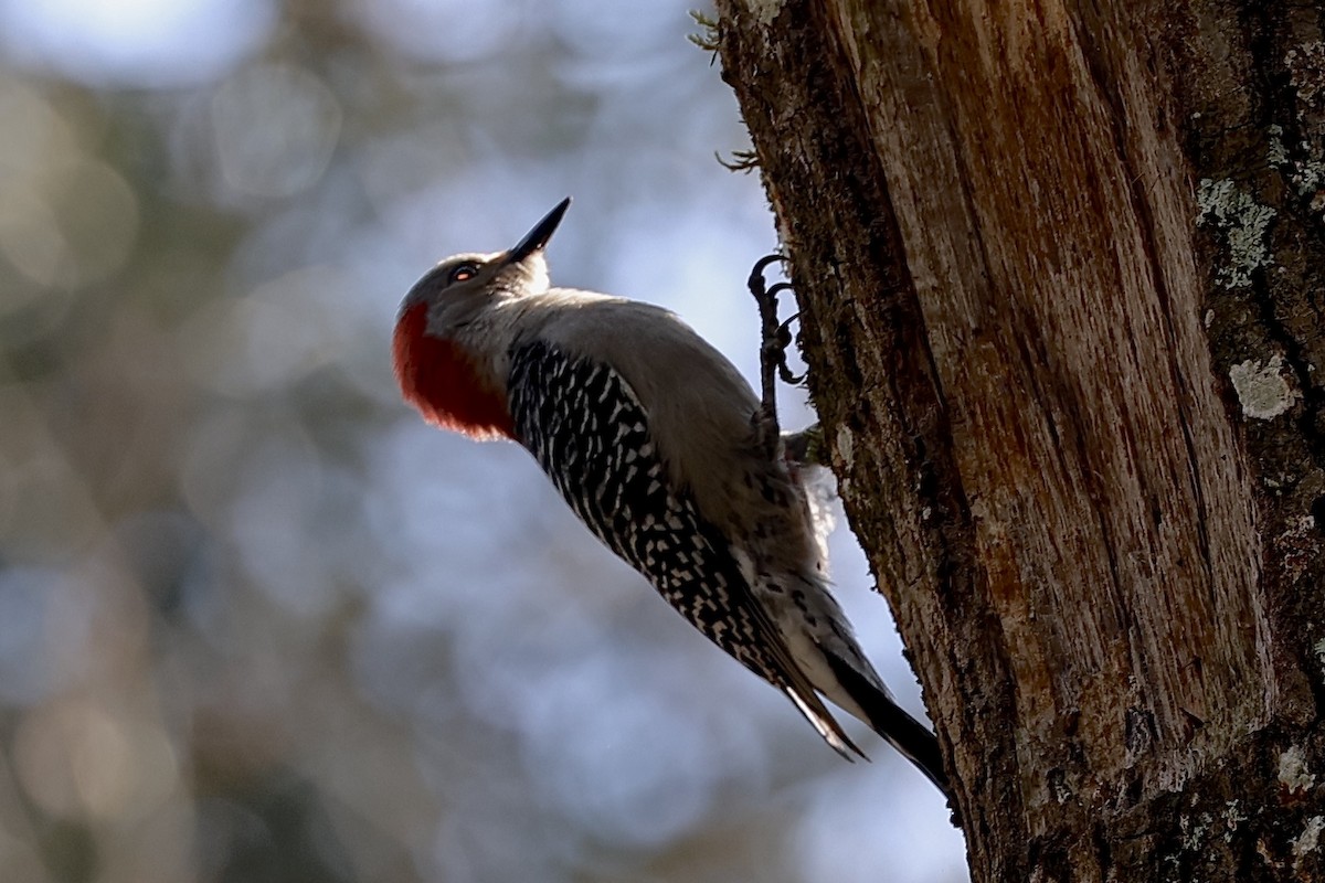 Red-bellied Woodpecker - ML630459890