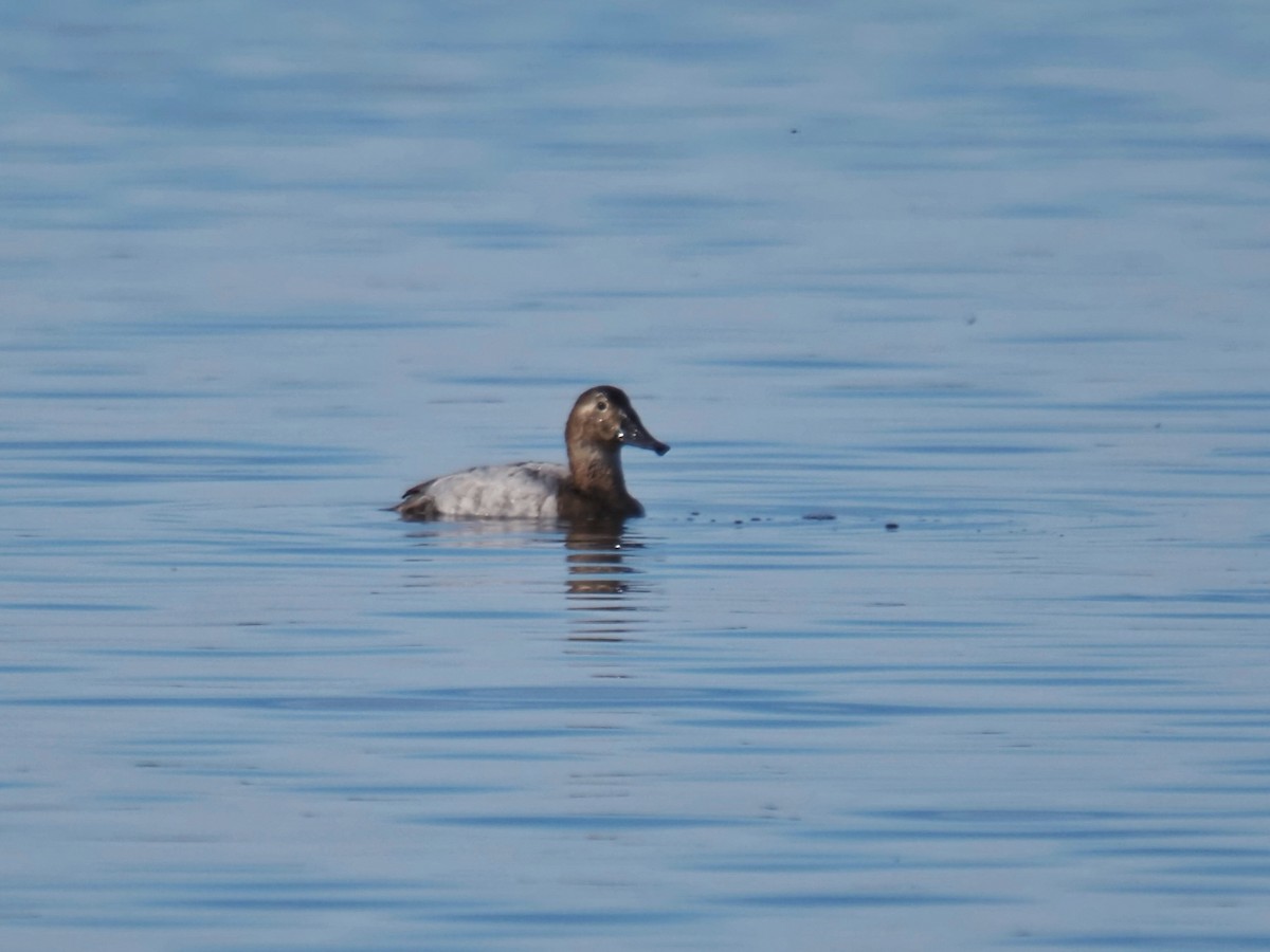 Canvasback - ML630459938