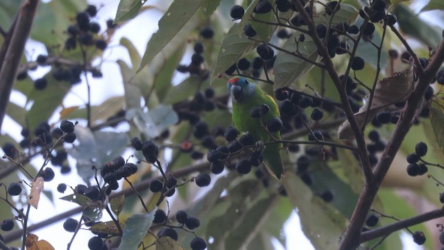 Double-eyed Fig-Parrot (Double-eyed) - ML630459956