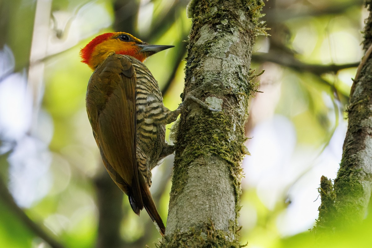 Yellow-throated Woodpecker - ML630460014