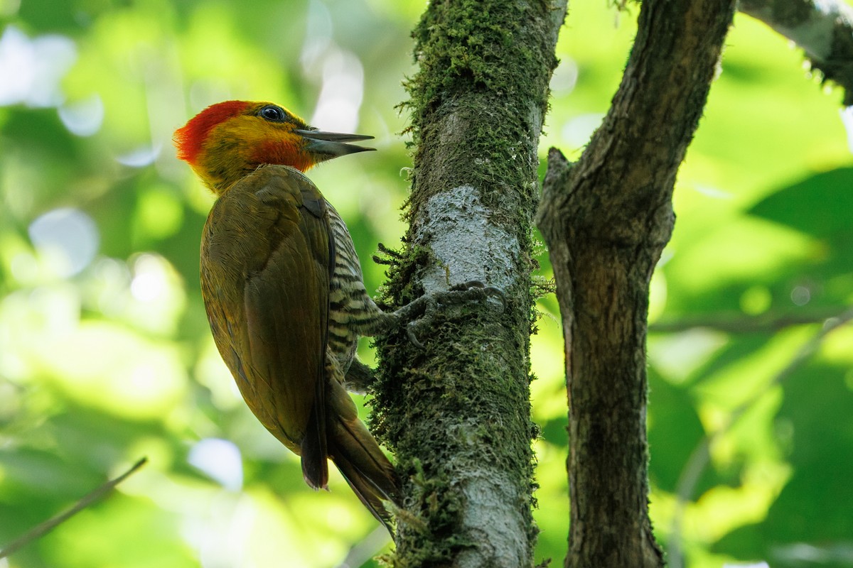 Yellow-throated Woodpecker - ML630460015