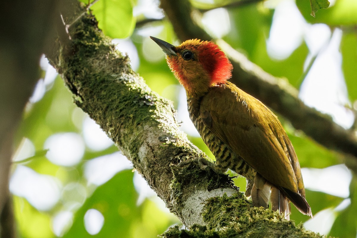 Yellow-throated Woodpecker - ML630460016