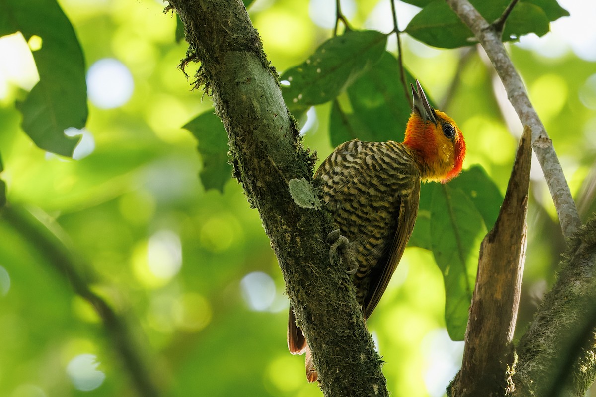 Yellow-throated Woodpecker - ML630460017