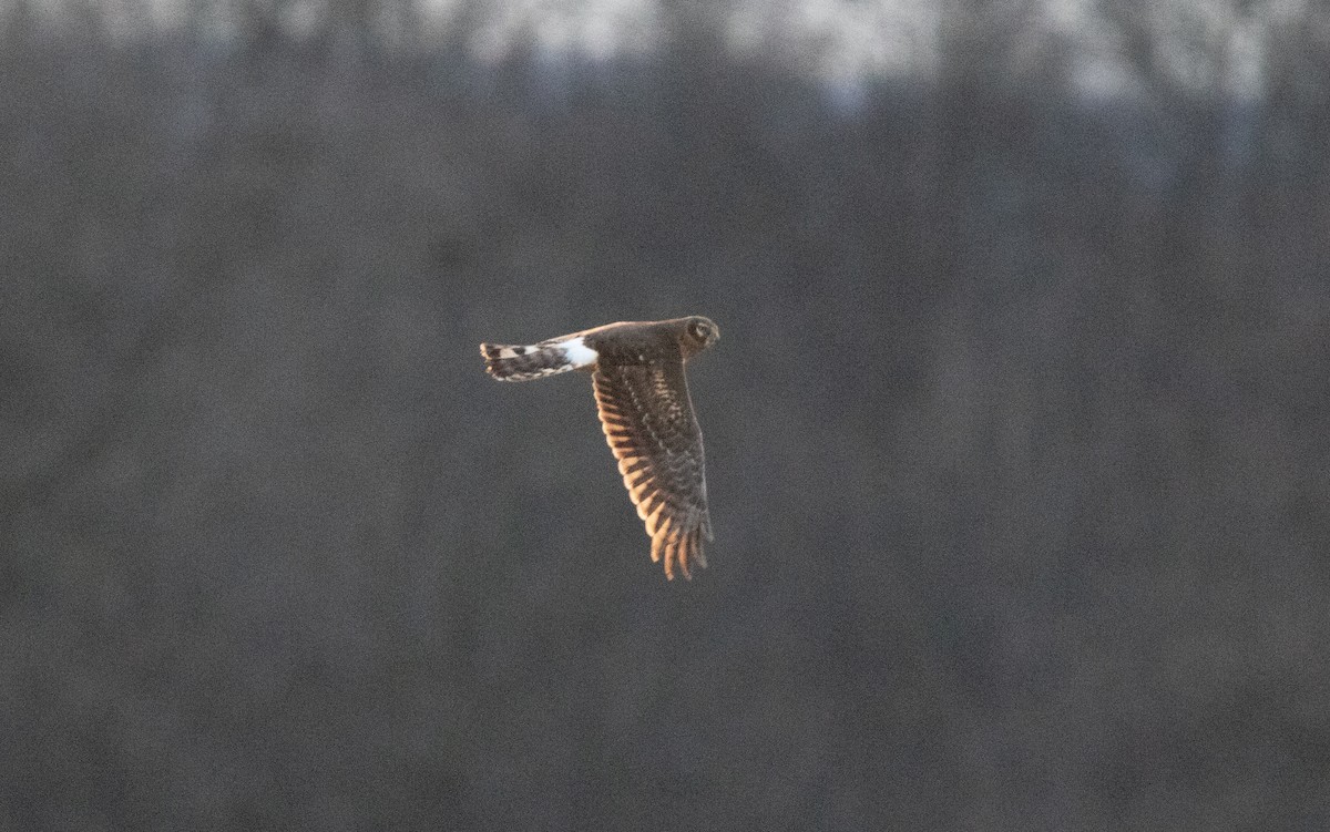Northern Harrier - ML630460042