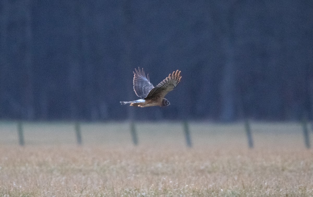 Northern Harrier - ML630460043