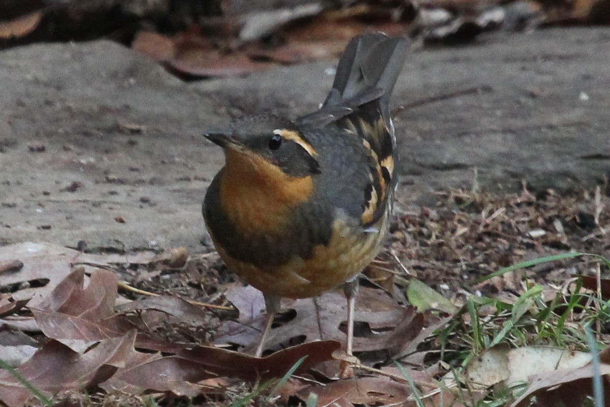Varied Thrush - ML630460058