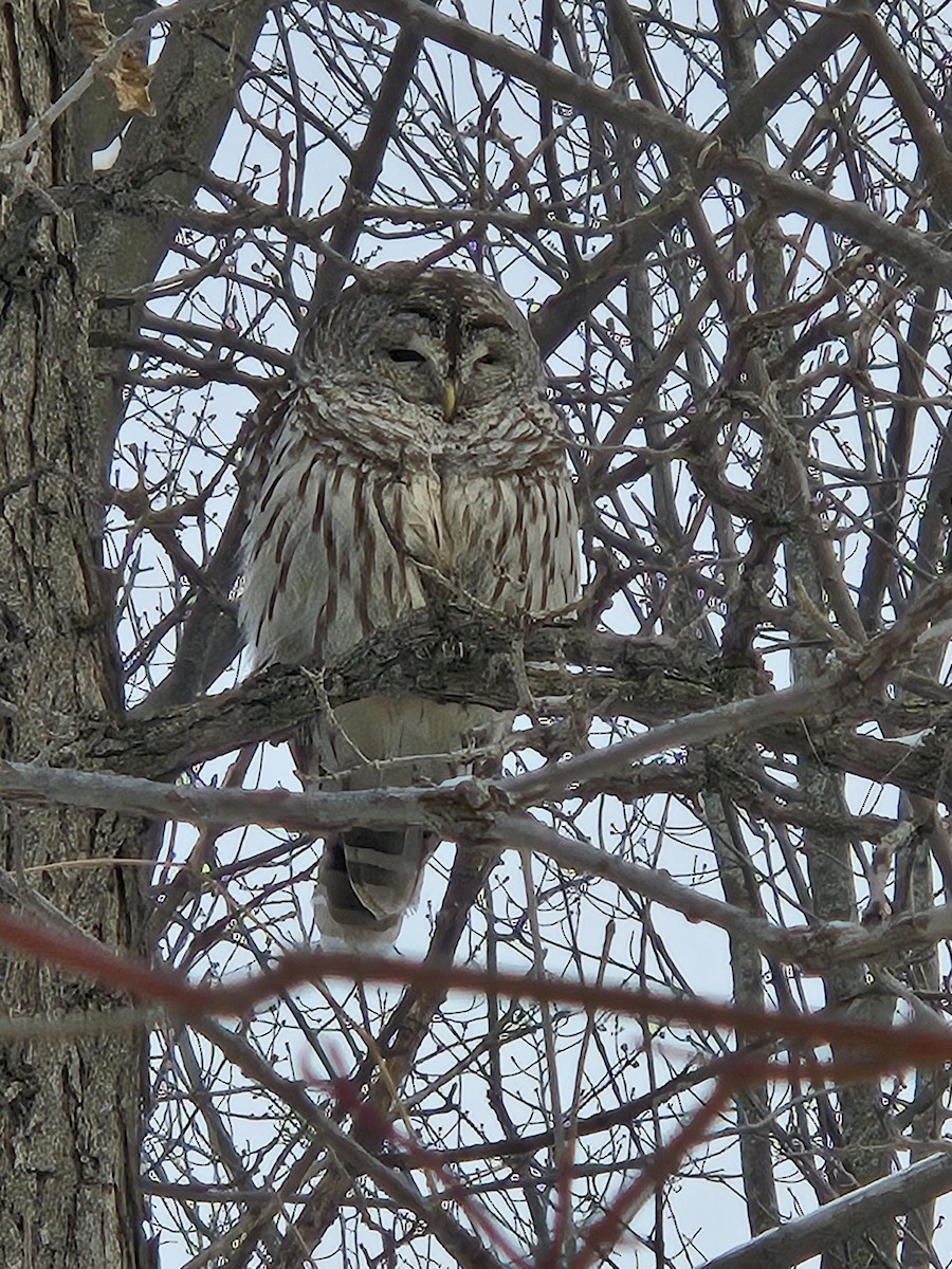 Barred Owl - ML630460079