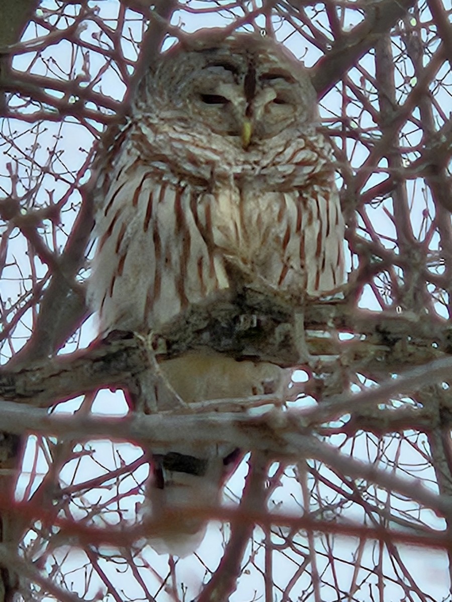 Barred Owl - ML630460086