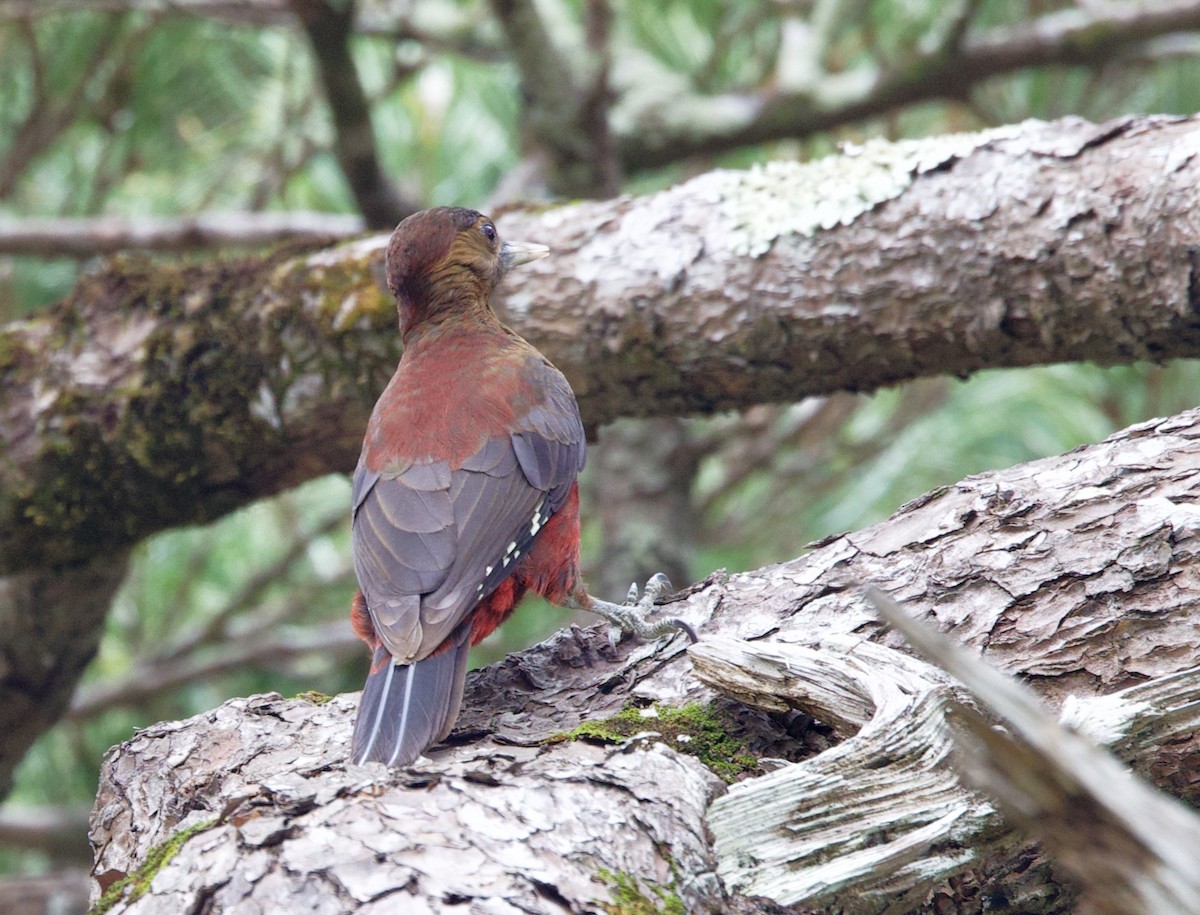Okinawa Woodpecker - ML630460178