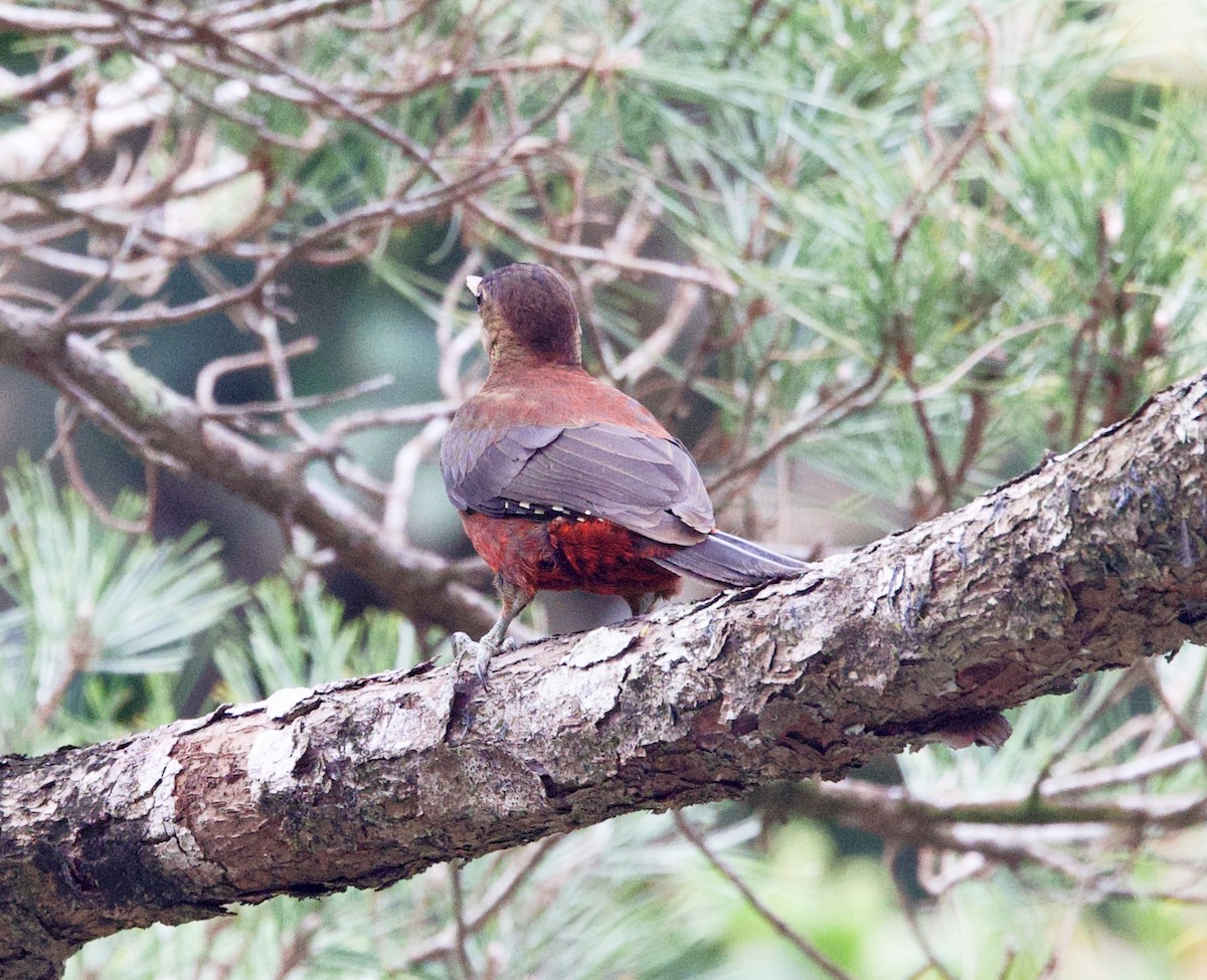 Okinawa Woodpecker - ML630460231